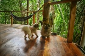 Dog and cat on the porch in Belize – Best Places In The World To Retire – International Living